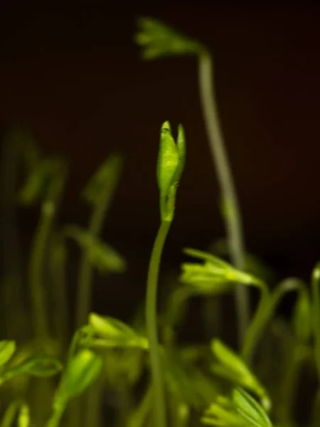 Pequeñas lentejas creciendo — Foto de Stock