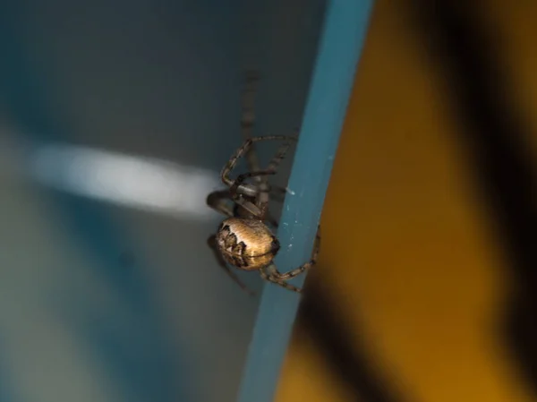 Aranha em uma fábrica — Fotografia de Stock