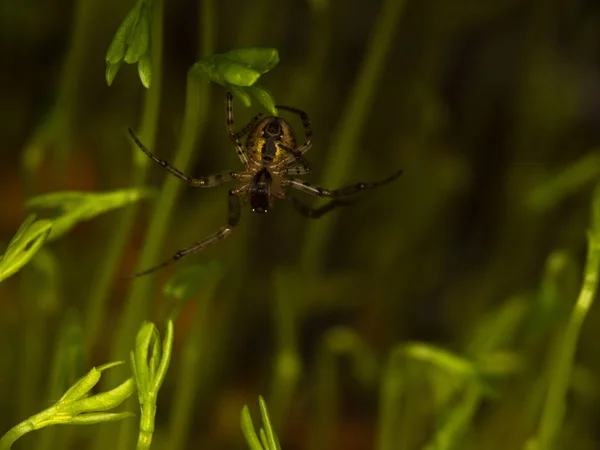 Aranha em uma fábrica — Fotografia de Stock