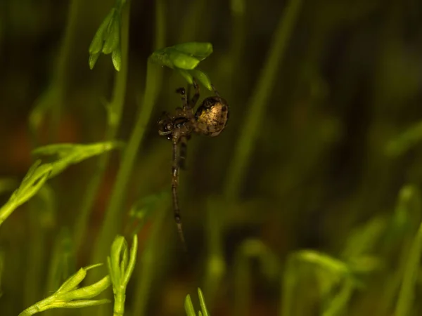 Araignée dans une plante — Photo