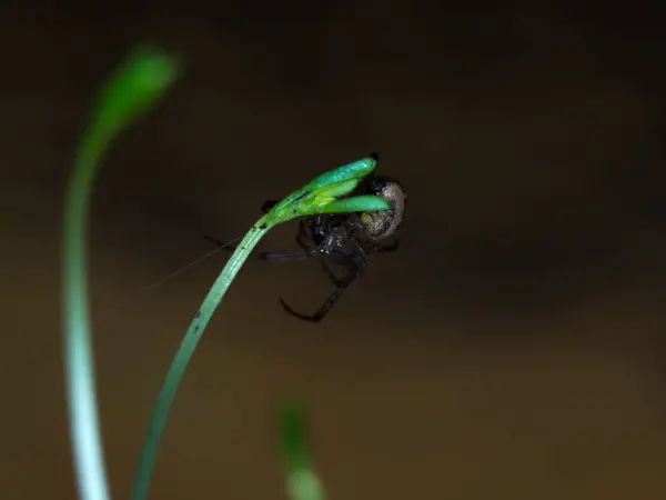 Araña en una planta — Foto de Stock