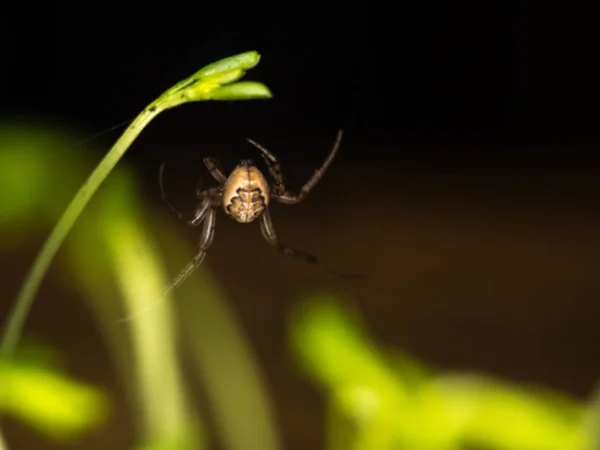 Spinne in einer Pflanze — Stockfoto