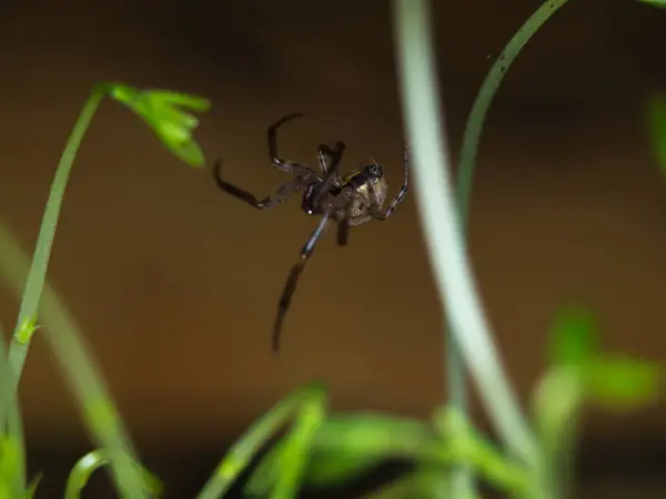 Araña en una planta — Foto de Stock