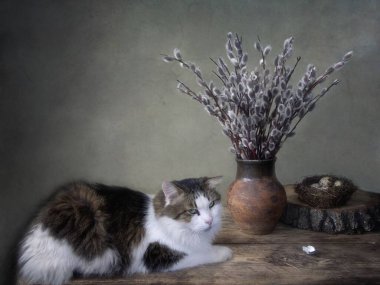 Üzgün şirin kedi ve bir buket söğüt ağacı dalı