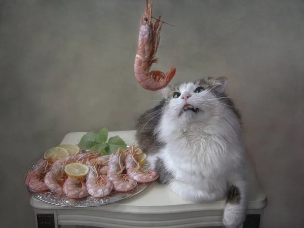 有趣的猫在看虾子 — 图库照片