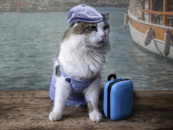 Funny cat in hat on a pier