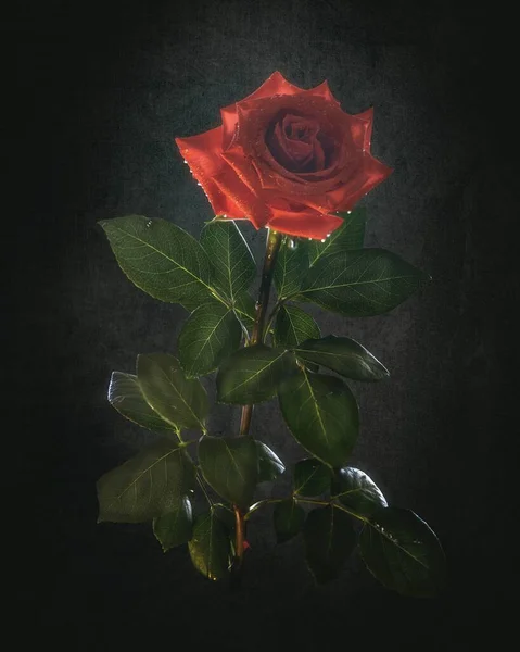 One flower of red roses on black background