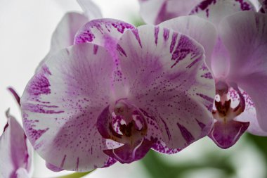 Çiçek açan orkide çiçeği yakın plan