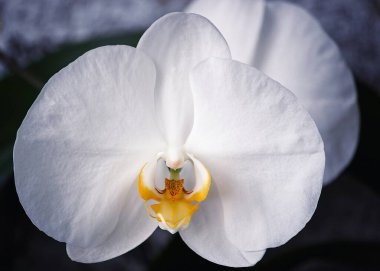 Çiçek açan orkide çiçeği yakın plan