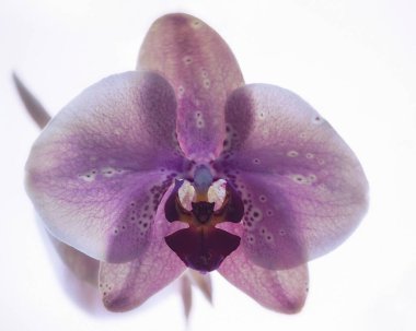 Çiçek açan orkide çiçeği yakın plan