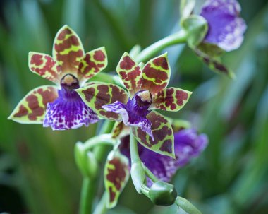Çiçek açan orkide çiçeği yakın plan