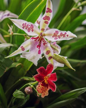 Çiçek açan orkide çiçeği yakın plan