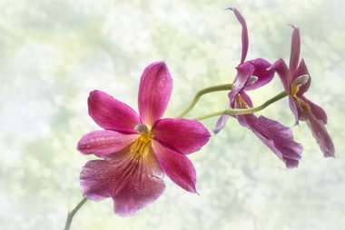 Çiçek açan orkide çiçeği yakın plan