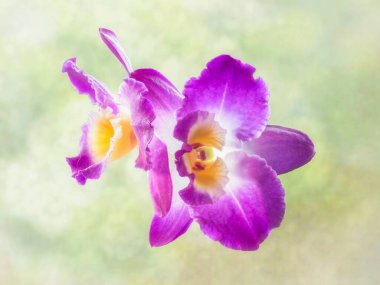 Çiçek açan orkide çiçeği yakın plan