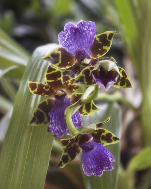 Çiçek açan orkide çiçeği yakın plan