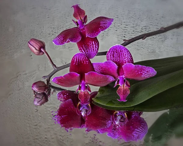 Fleur Orchidée Fleur Gros Plan — Photo