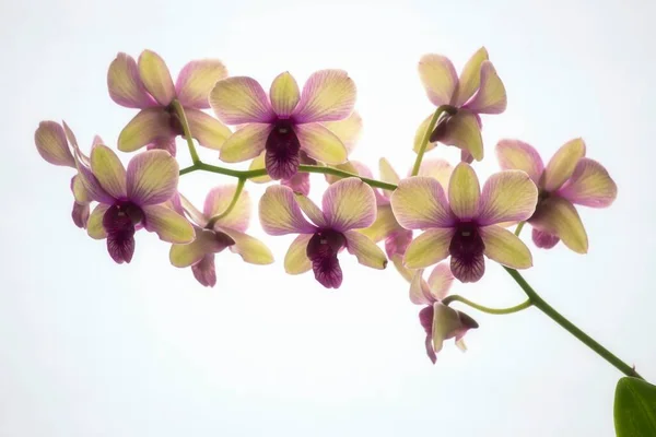 Κοντινό Πλάνο Λουλουδιών Ορχιδέας Άνθους — Φωτογραφία Αρχείου