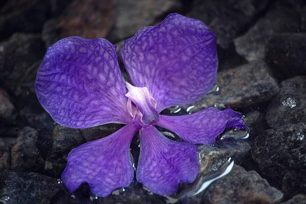 花兰花特写 — 图库照片