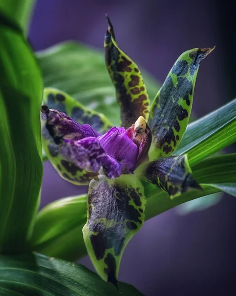 Цветущие Орхидеи Крупным Планом — стоковое фото