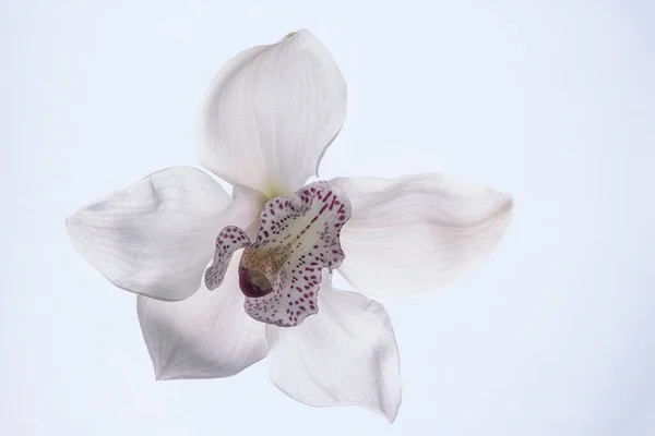 Flor Flor Orquídea Primer Plano —  Fotos de Stock