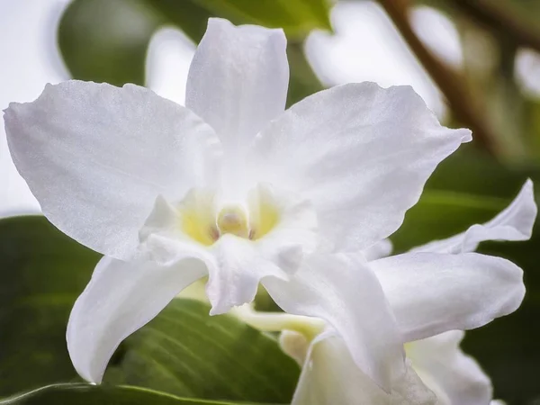 Flor Flor Orquídea Primer Plano —  Fotos de Stock