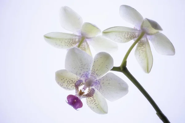 Kwiat Orchidei Kwiat Zbliżenie — Zdjęcie stockowe