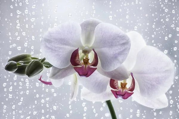 Fiore Orchidea Fiore Primo Piano — Foto Stock