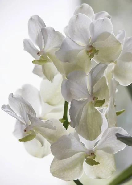 Blossom Orchidee Blume Nahaufnahme — Stockfoto