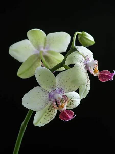 Flor Flor Orquídea Primer Plano —  Fotos de Stock