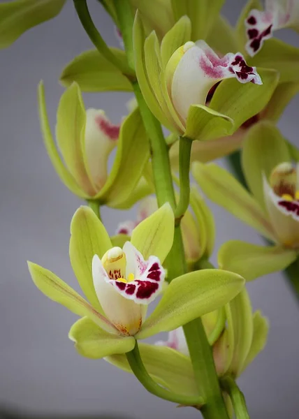 Kwiat Orchidei Kwiat Zbliżenie — Zdjęcie stockowe