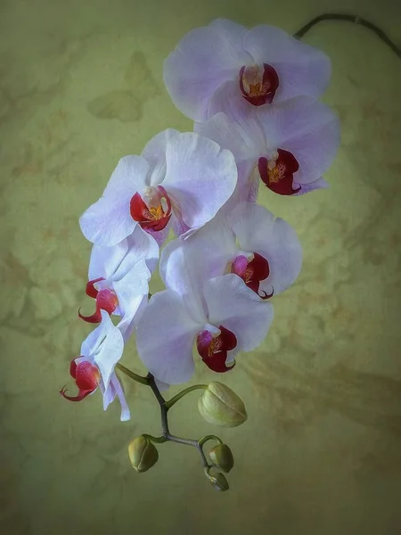 Цветущие Орхидеи Крупным Планом — стоковое фото