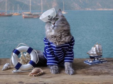 Denizci kıyafetli güzel Sibirya kedisi