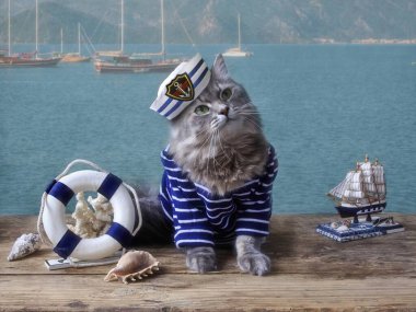 Denizci kıyafetli güzel Sibirya kedisi