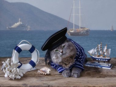Denizci kıyafetli güzel Sibirya kedisi