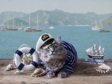 Denizci kıyafetli güzel Sibirya kedisi
