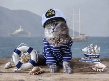 Denizci kıyafetli güzel Sibirya kedisi