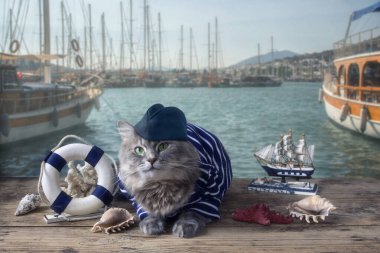 Denizci kıyafetli güzel Sibirya kedisi