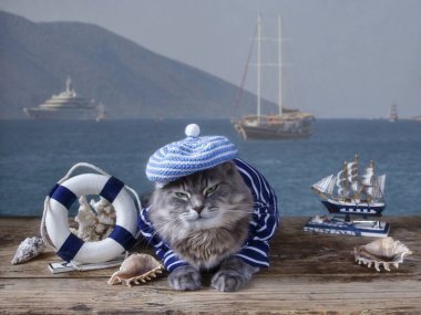 Denizci kıyafetli güzel Sibirya kedisi