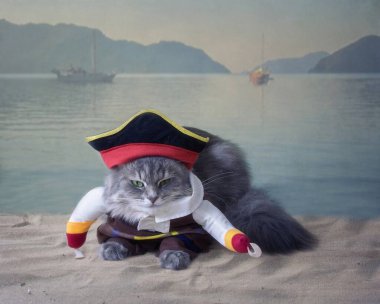 Korsan kostümlü komik kedi.