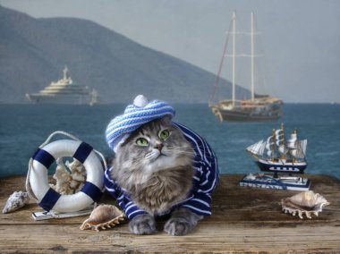 Denizci kıyafetli güzel Sibirya kedisi