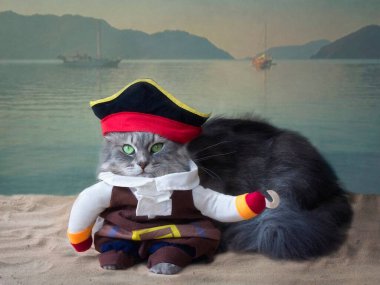 Korsan kostümlü komik kedi.