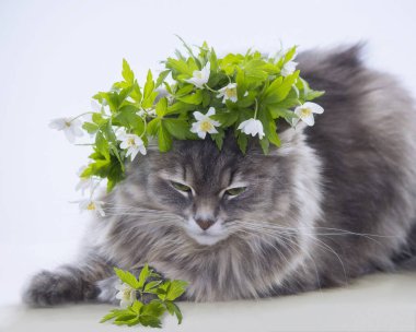 Çiçekli çelengin içindeki güzel gri kedi portresi.