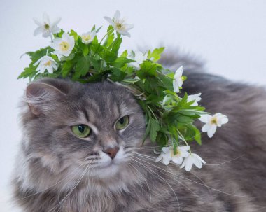 Çiçekli çelengin içindeki güzel gri kedi portresi.