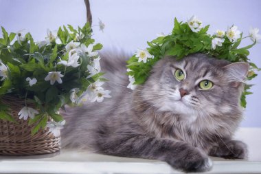 Çiçekli çelengin içindeki güzel gri kedi portresi.