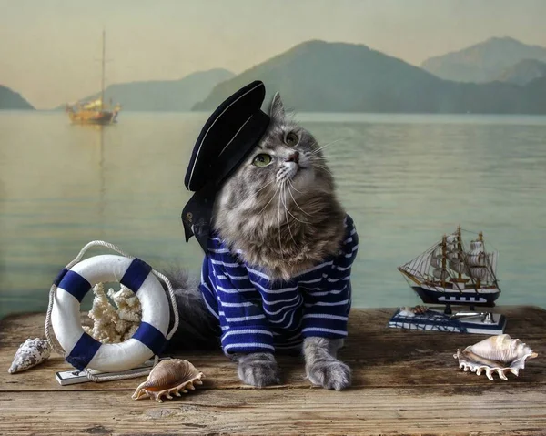 항해용 양복을 아름다운 시베리아 고양이 — 스톡 사진