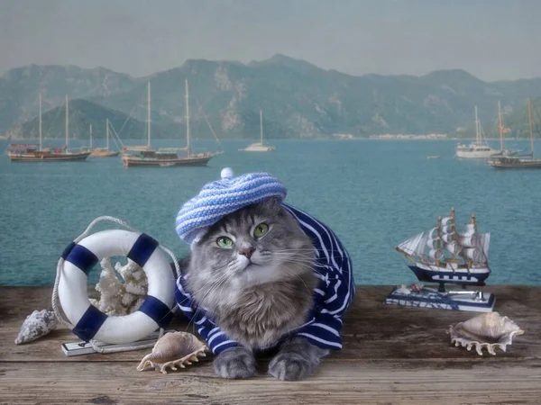 Denizci kıyafetli güzel Sibirya kedisi