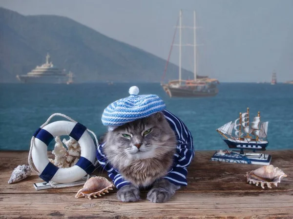 Denizci kıyafetli güzel Sibirya kedisi