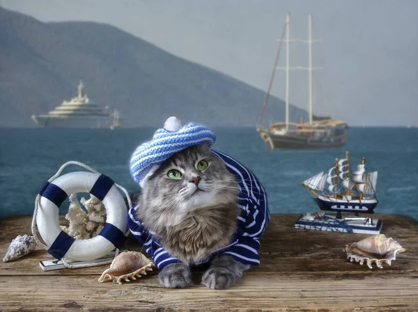 Denizci kıyafetli güzel Sibirya kedisi