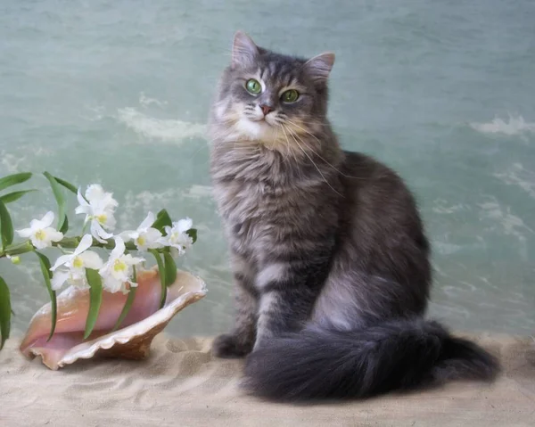 Vacker Grå Katt Stranden — Stockfoto