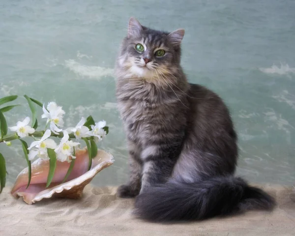 Hermoso Gato Gris Playa — Foto de Stock